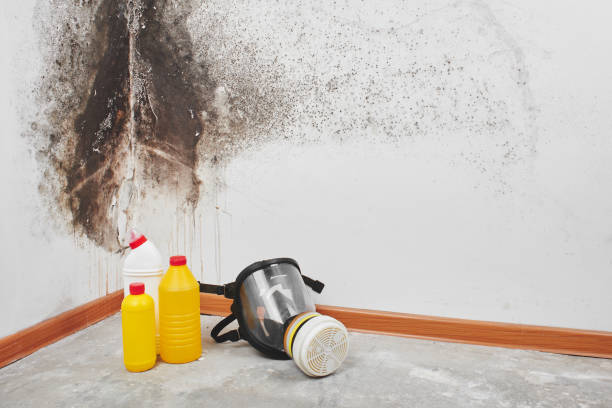 Best Basement Mold Remediation in Cotati, CA