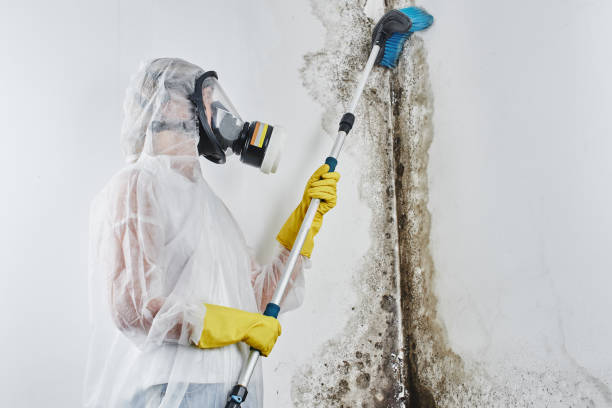 Best Industrial Mold Remediation in Cotati, CA