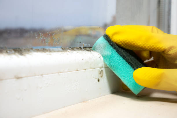 Best Crawl Space Mold Remediation in Cotati, CA