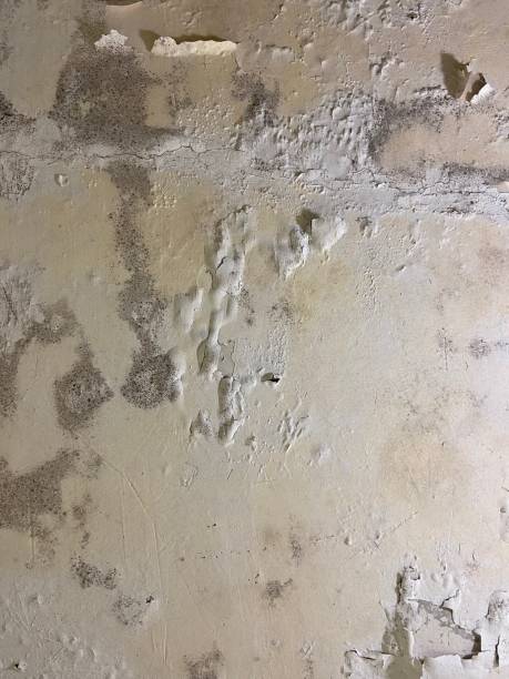 Best Mold Testing and Inspection Services in Cotati, CA