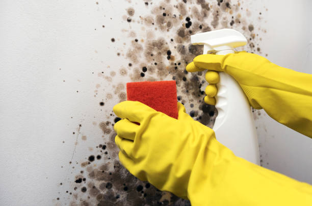 Best HVAC Mold Remediation in Cotati, CA