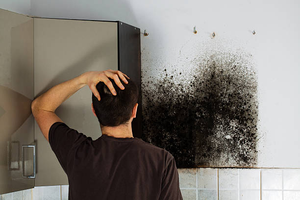 Best Commercial Mold Remediation in Cotati, CA